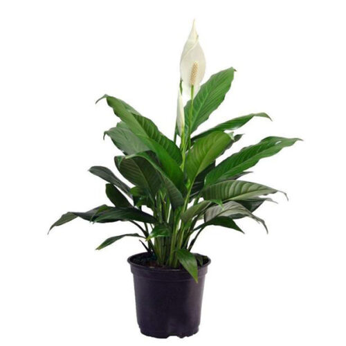 Peace Lily Plants