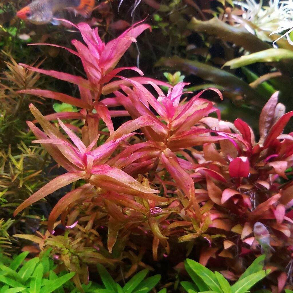 What’s the Difference Between Emersed and Submerged Aquarium Plants ?