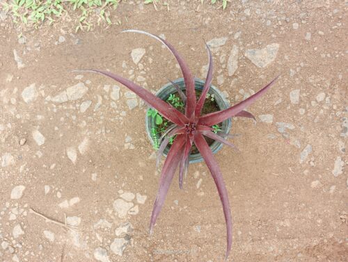 Tillandsia Novakki