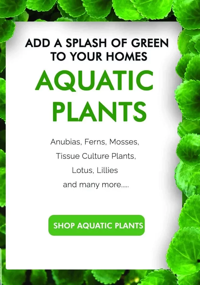 aquatic plants elysian