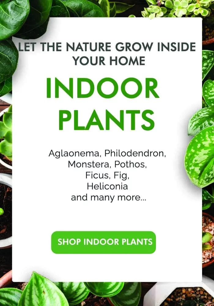 indoor plants elysian